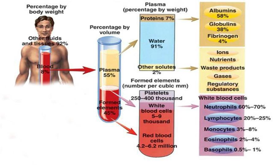 what is the main component of blood plasma by weight