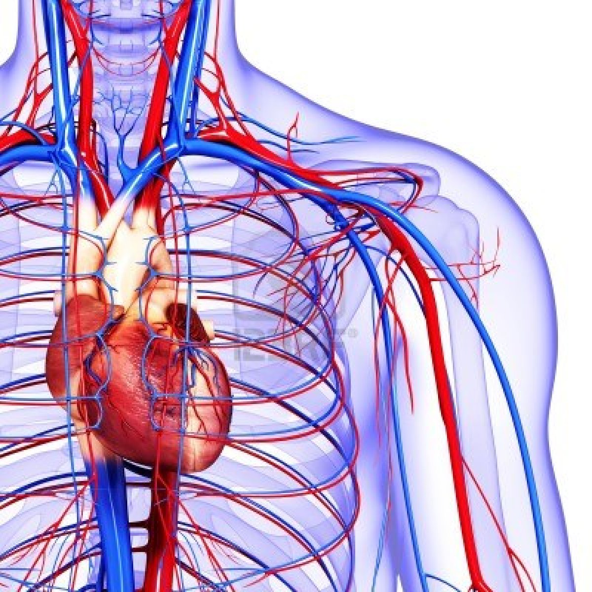 List 94+ Pictures pictures of the cardiovascular system Full HD, 2k, 4k