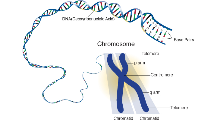 chromosomes-and-your-biology-the-anti-aging-guy