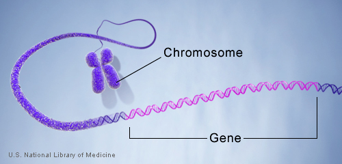 Chromosomes and Your Biology - The Anti-Aging Guy